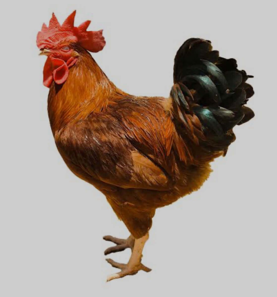 Ultimate Guide To Noiler Chicken: Benefits And Care Tips